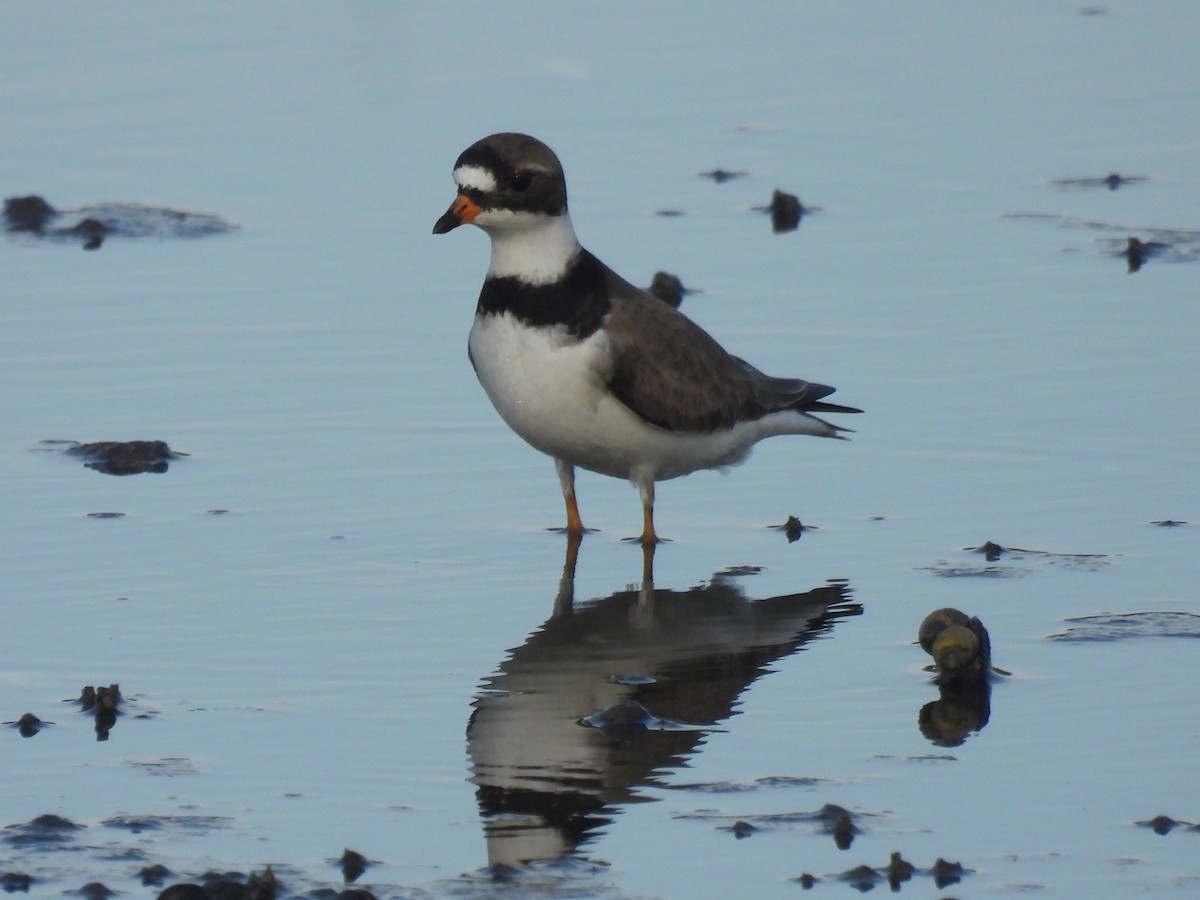 Semipalmated Plover - ML619621516