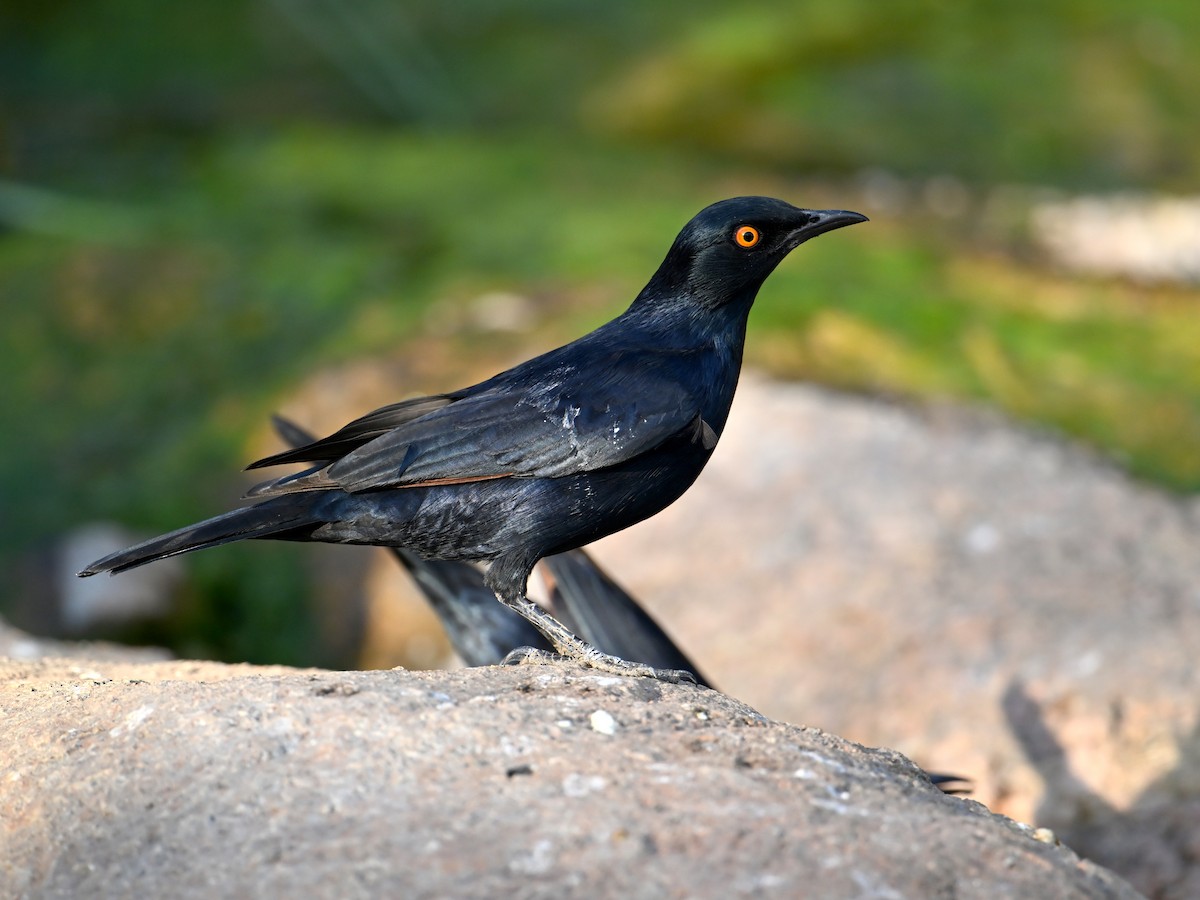 Pale-winged Starling - ML619621528