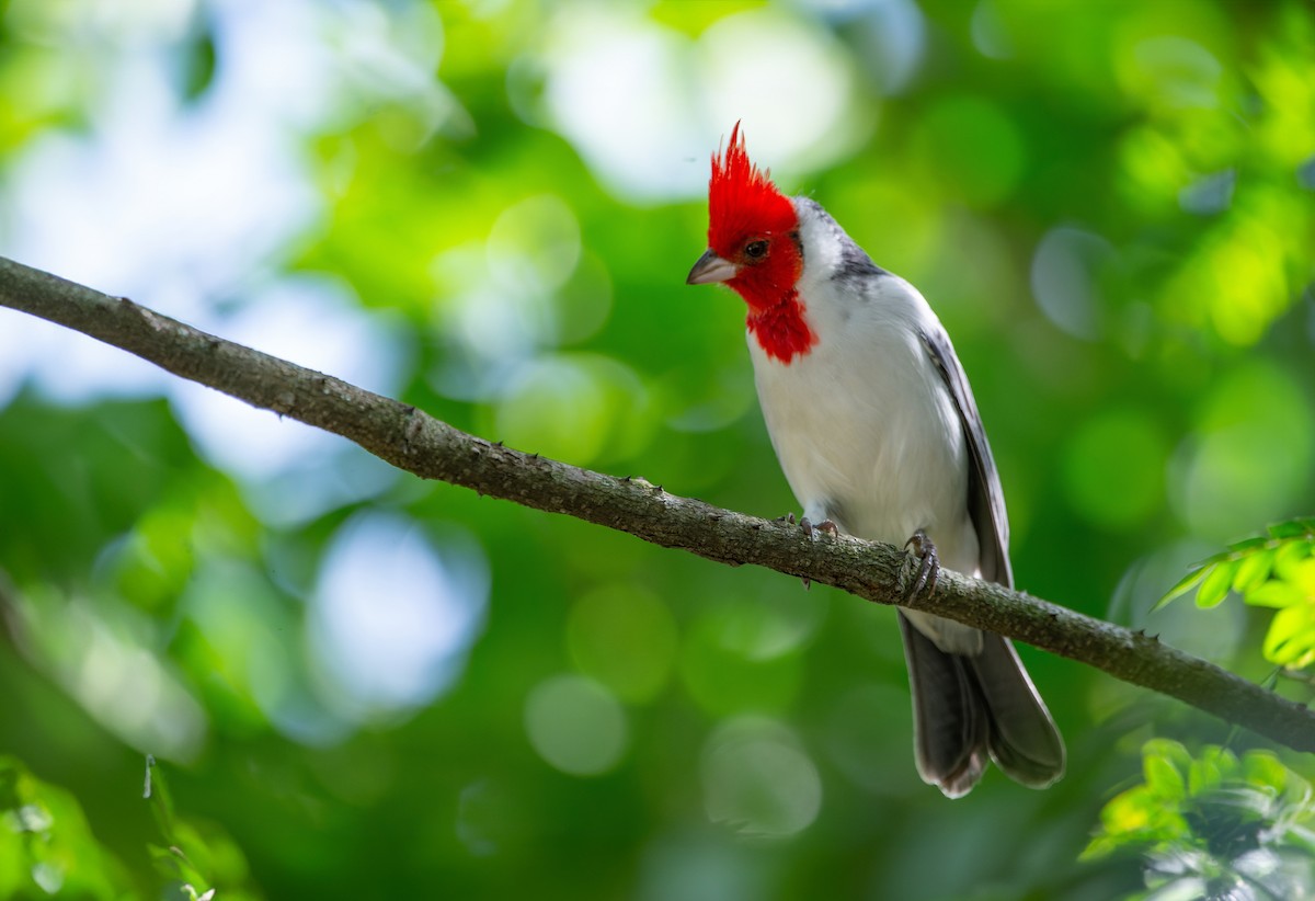 Red-crested Cardinal - ML619621533