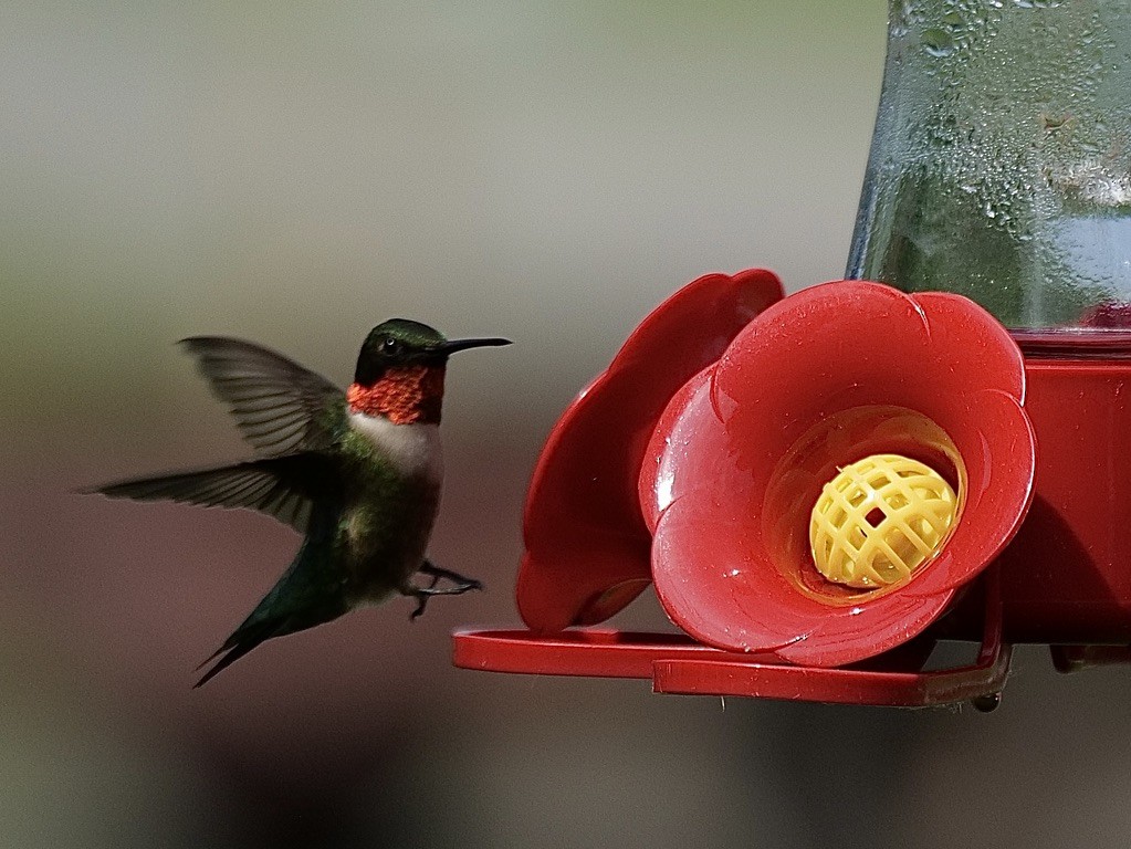 Ruby-throated Hummingbird - ML619621551