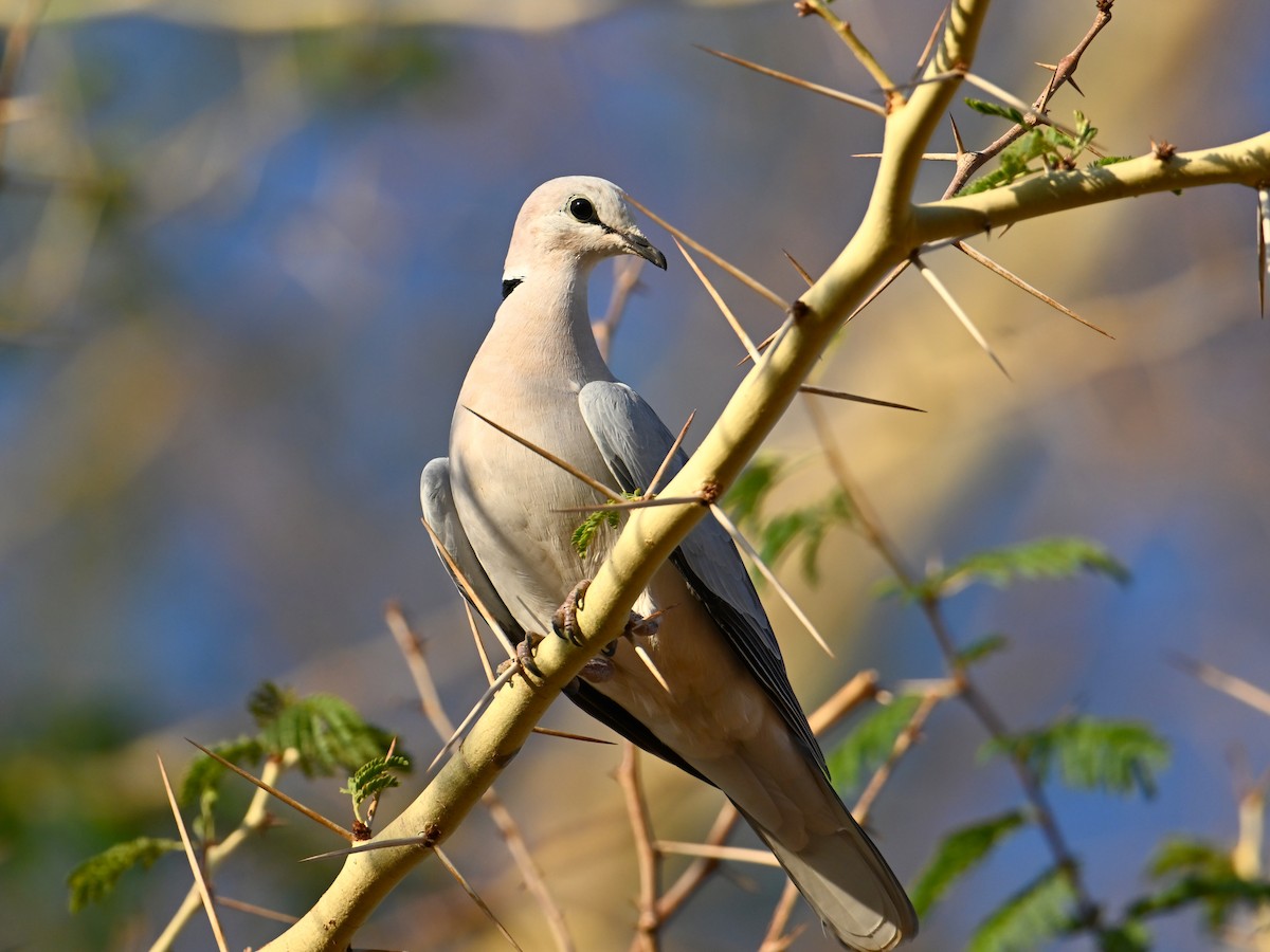 Ring-necked Dove - ML619621571