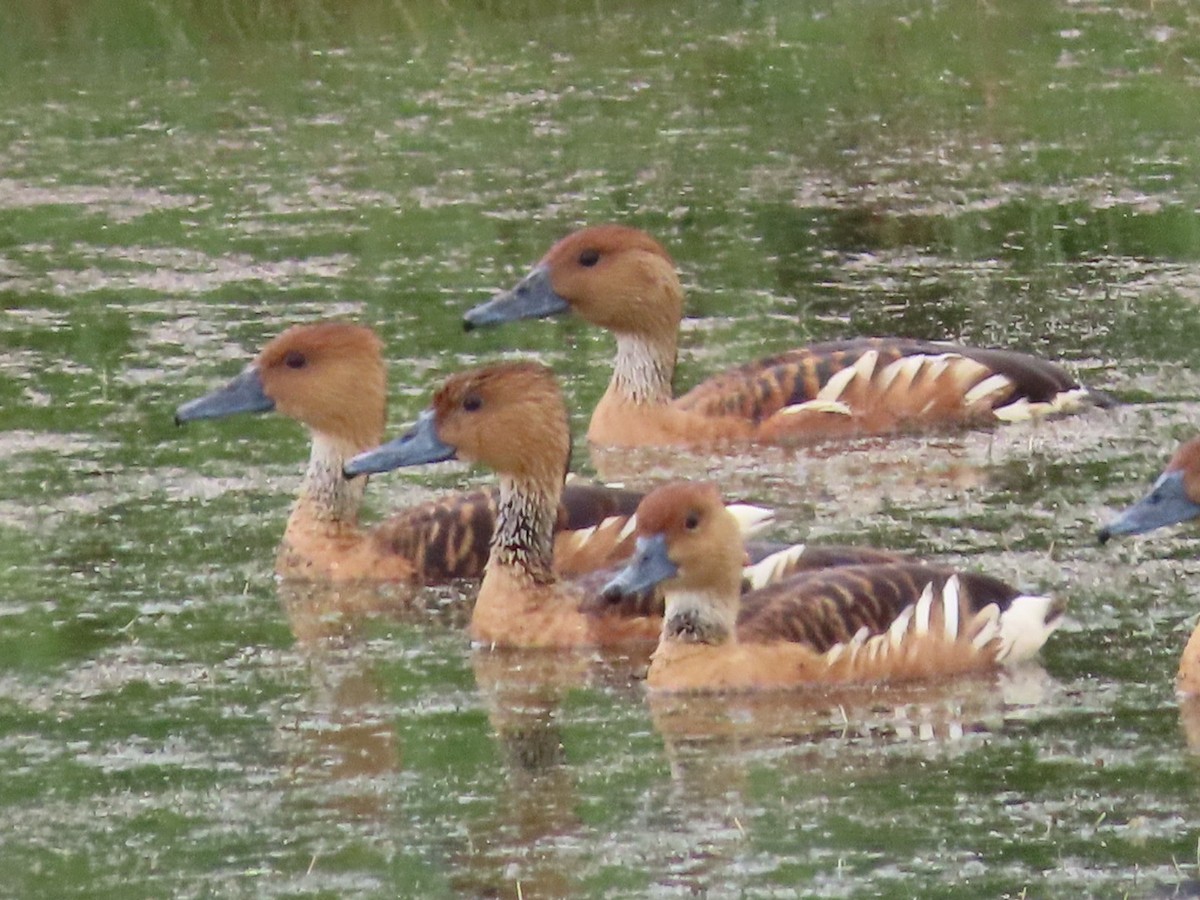 Fulvous Whistling-Duck - ML619621624