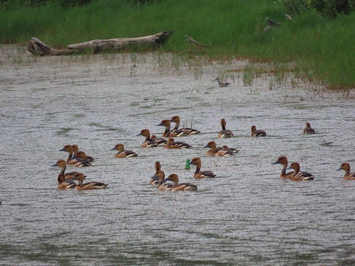 Fulvous Whistling-Duck - ML619621629