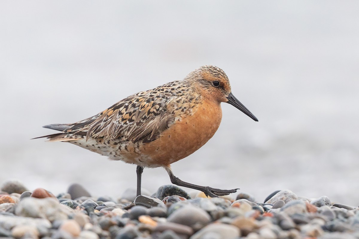 Red Knot - ML619621630