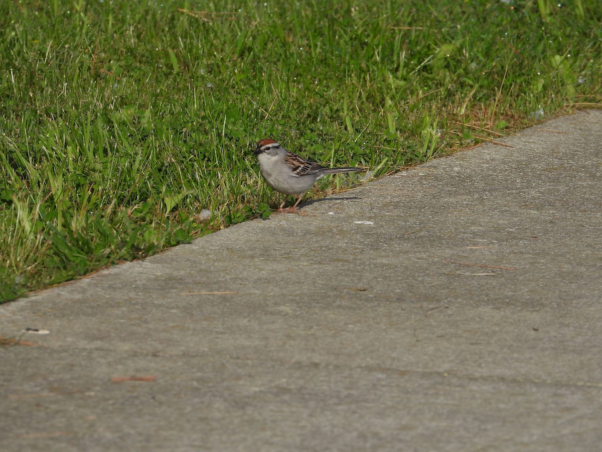 Chipping Sparrow - ML619621659