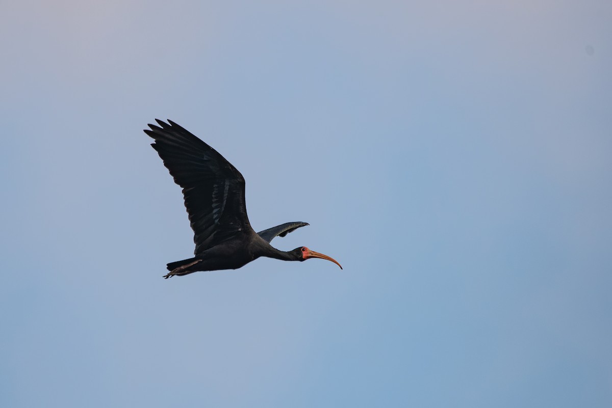ibis tmavý - ML619621701