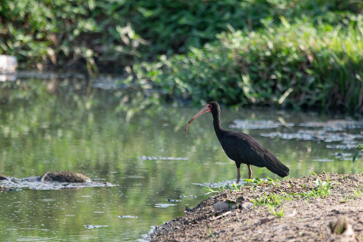 ibis tmavý - ML619621702