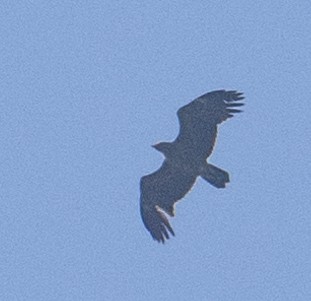 Lesser Spotted Eagle - ML619621706
