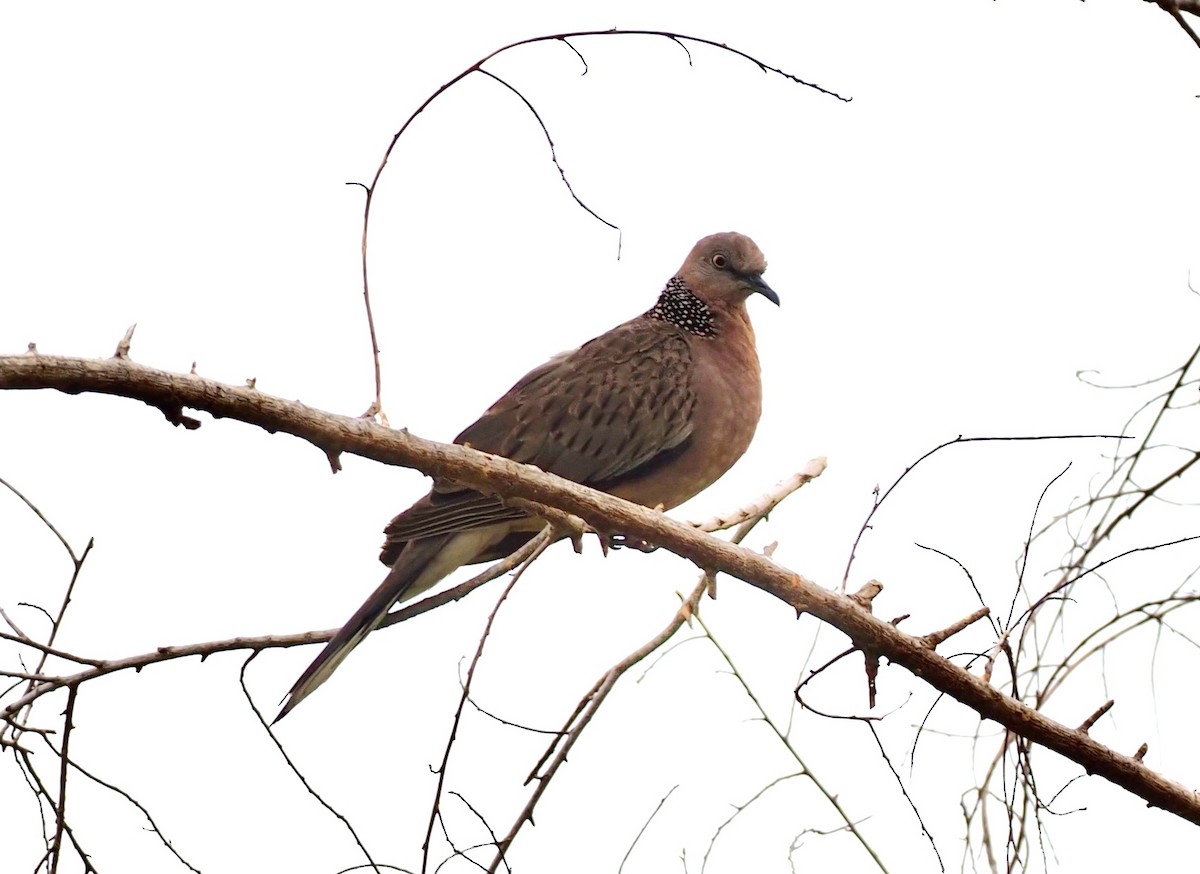 Spotted Dove - ML619621715