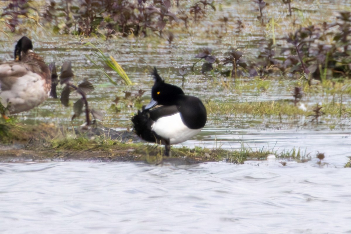 Tufted Duck - ML619621728