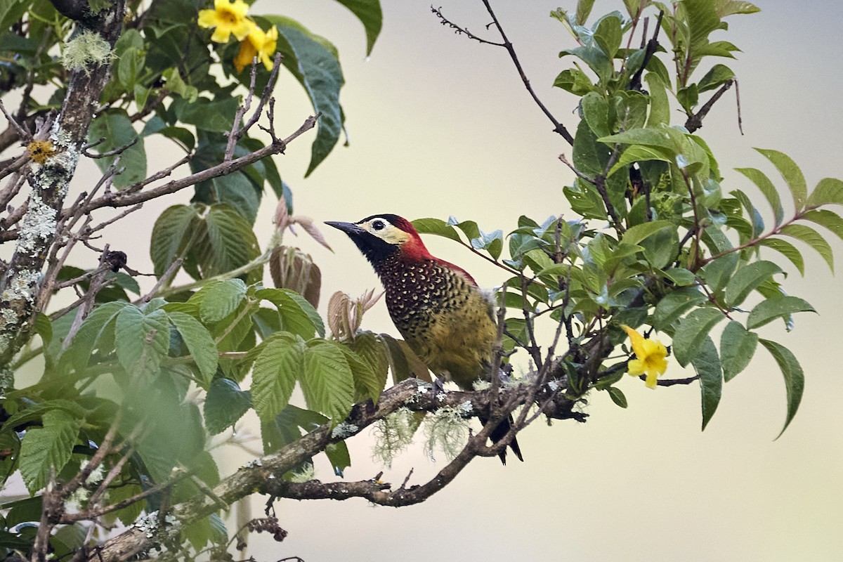 Crimson-mantled Woodpecker - ML619621736