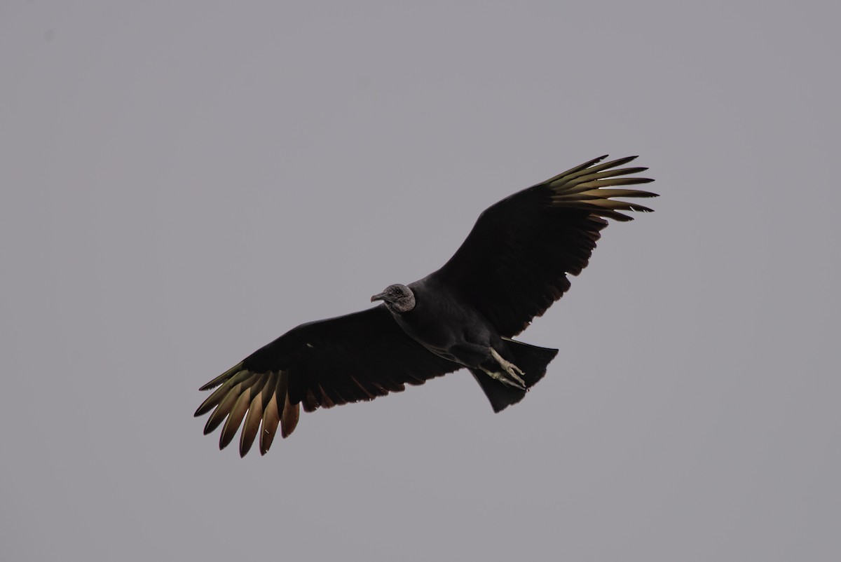 Black Vulture - ML619621737