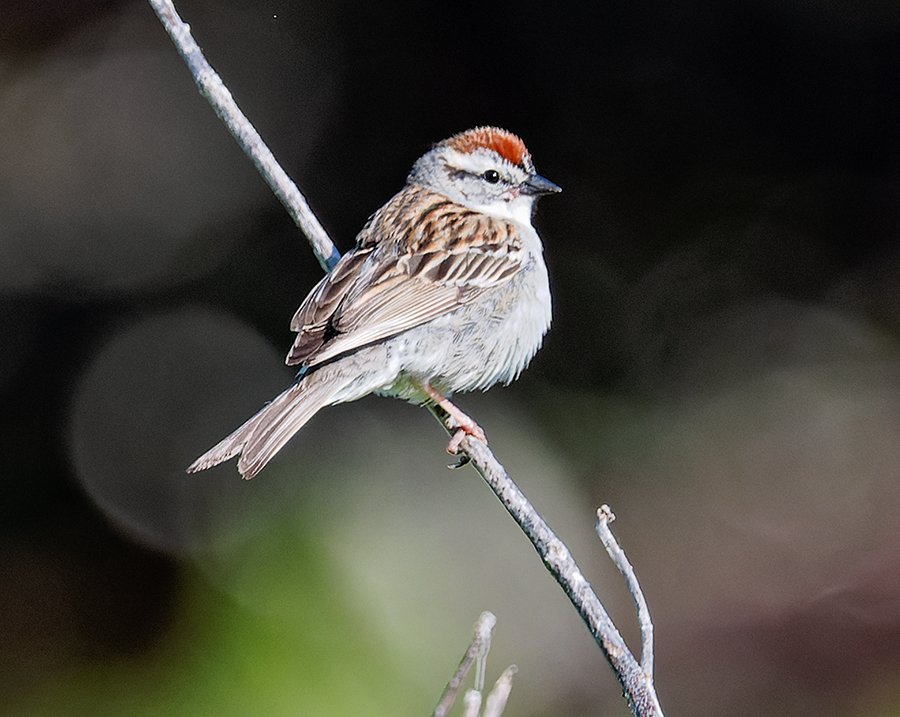 Chipping Sparrow - ML619621769