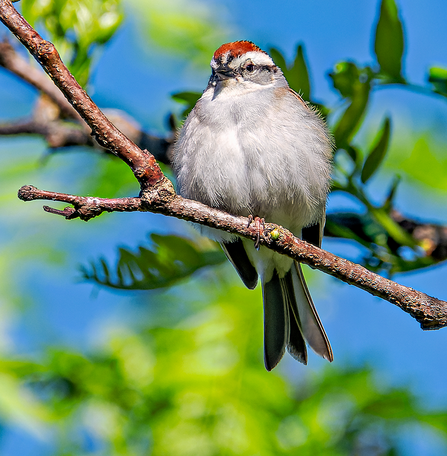 Chipping Sparrow - ML619621770