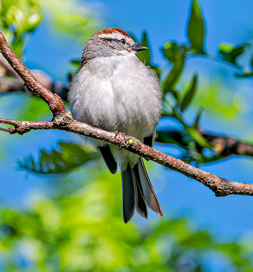 Chipping Sparrow - ML619621771
