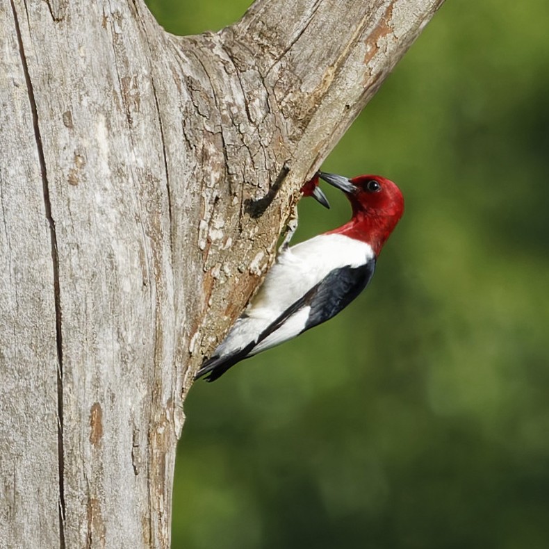 Red-headed Woodpecker - ML619621778