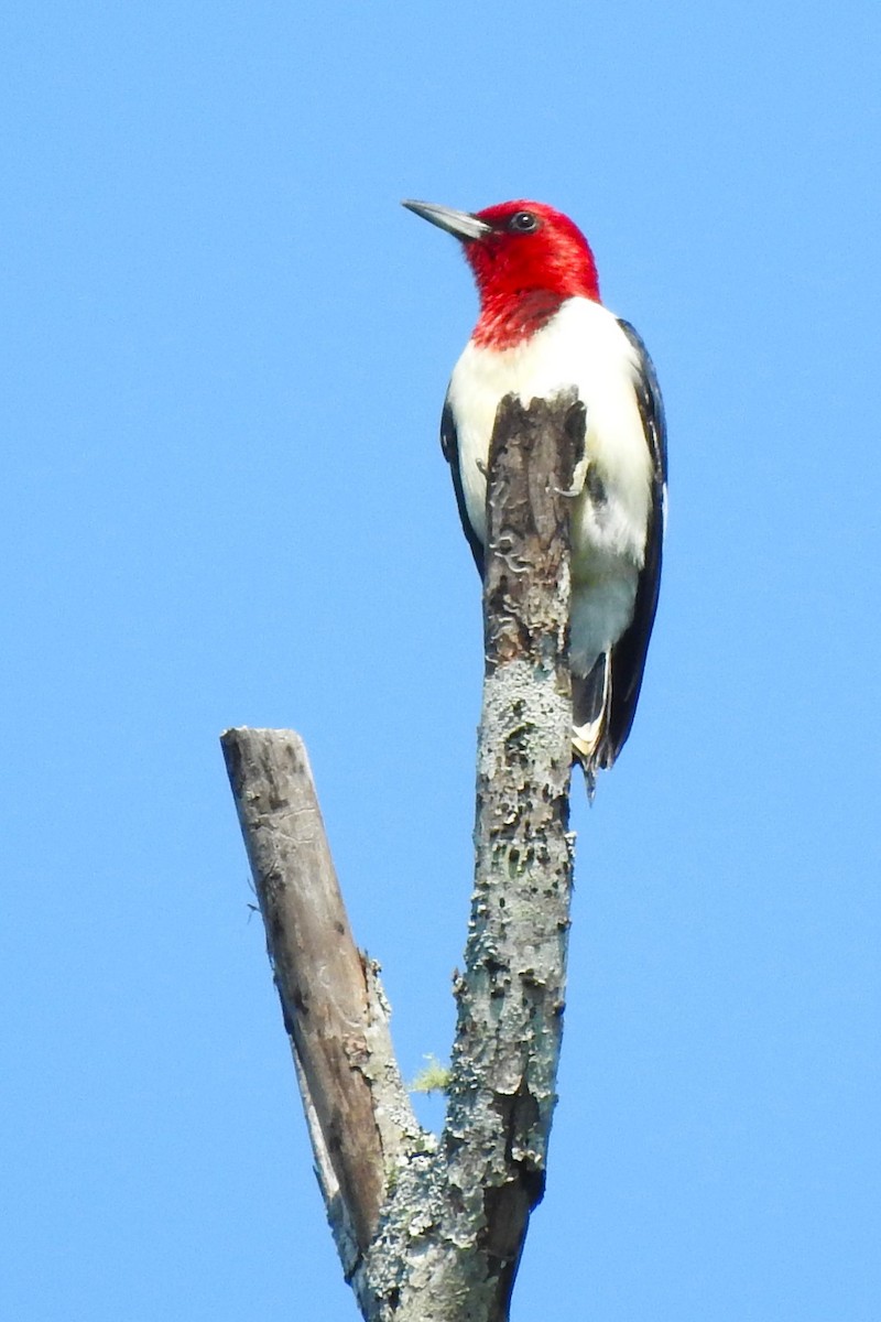 Red-headed Woodpecker - ML619621850