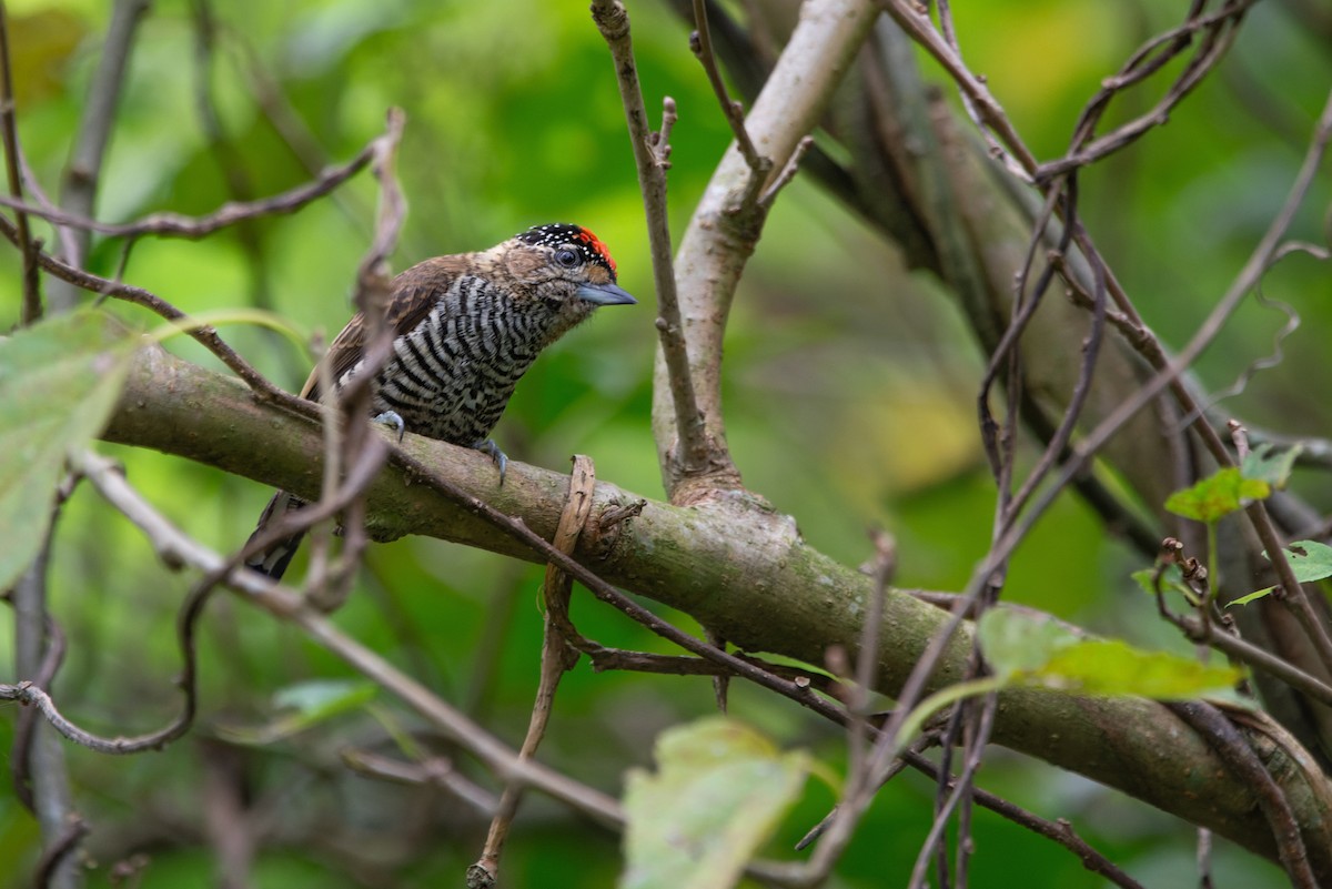 White-barred Piculet - ML619621927
