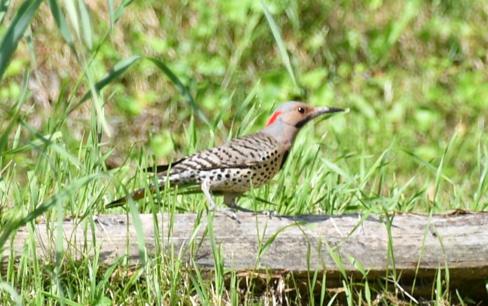 Northern Flicker (Yellow-shafted) - ML619621944