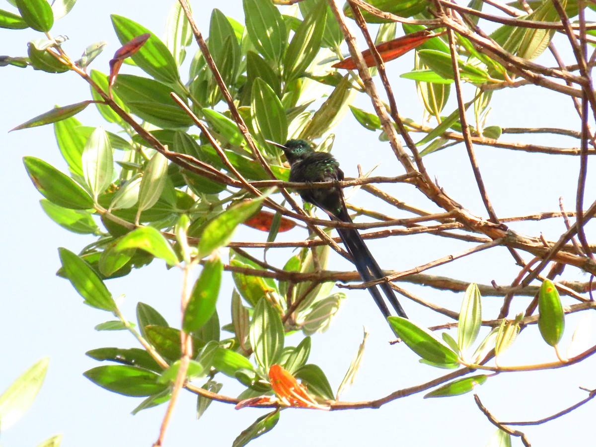 Long-tailed Sylph - ML619621959