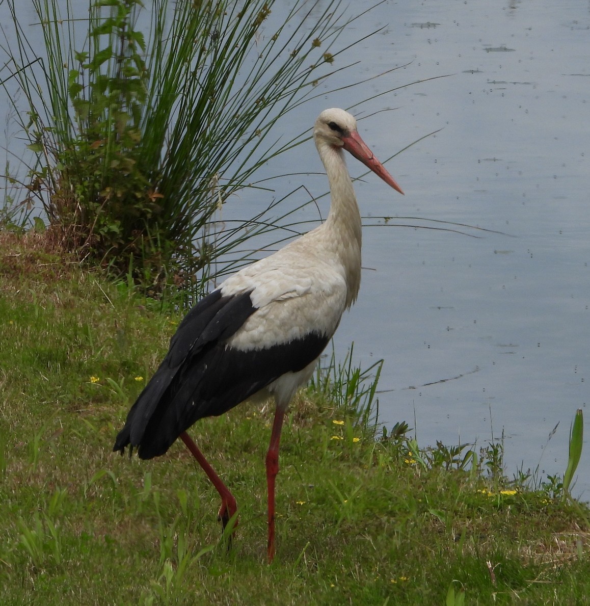 White Stork - ML619622012