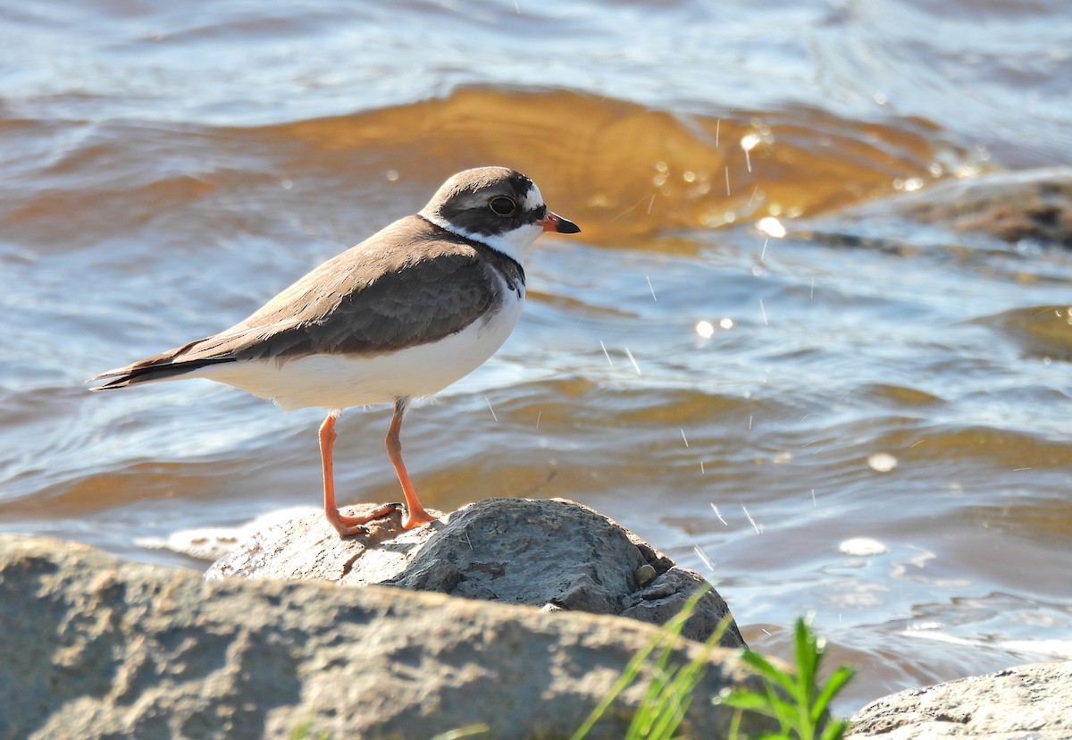 Semipalmated Plover - ML619622022