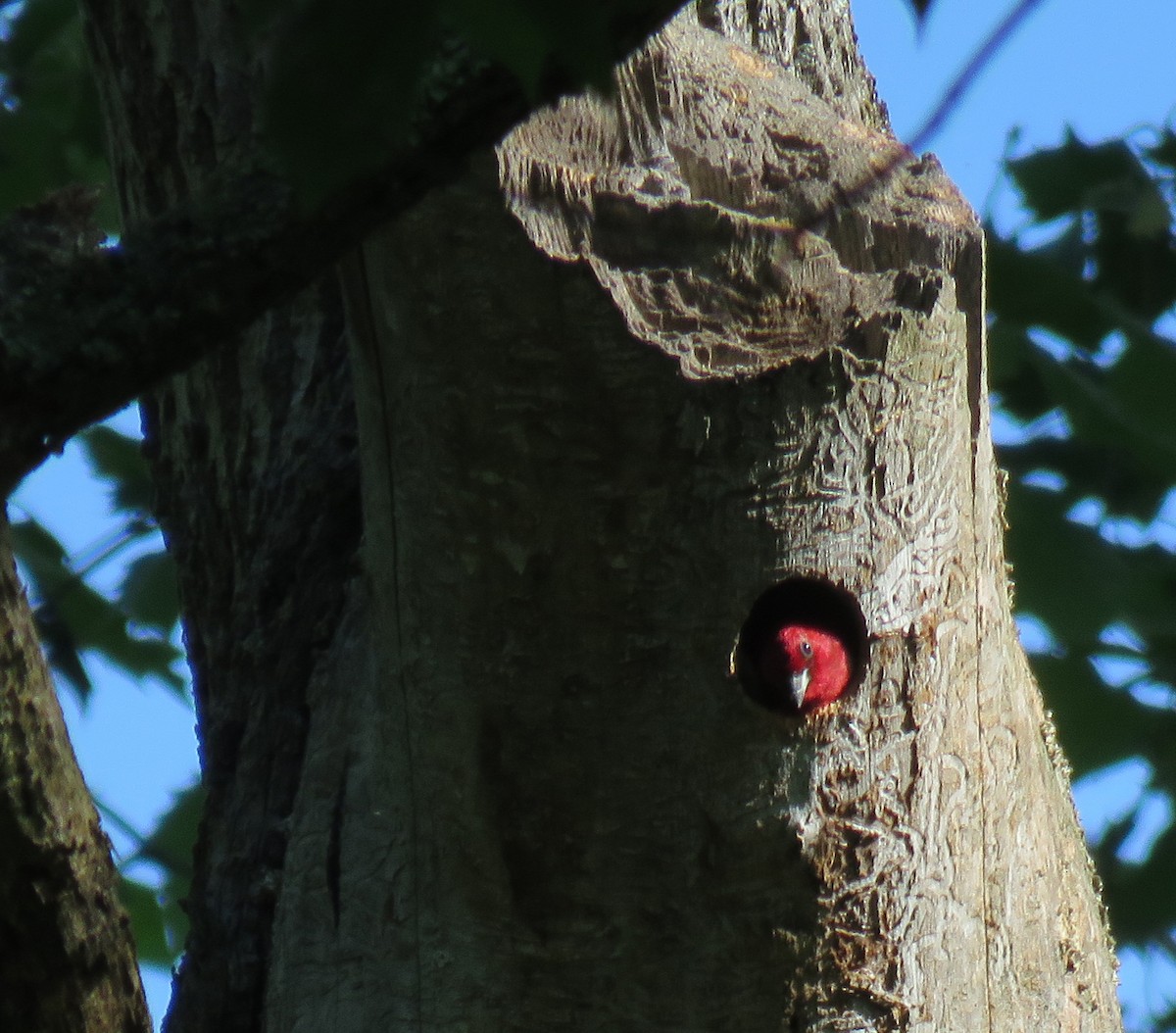 Red-headed Woodpecker - ML619622026