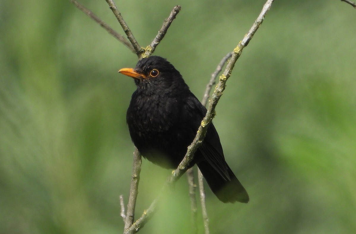 Eurasian Blackbird - ML619622029