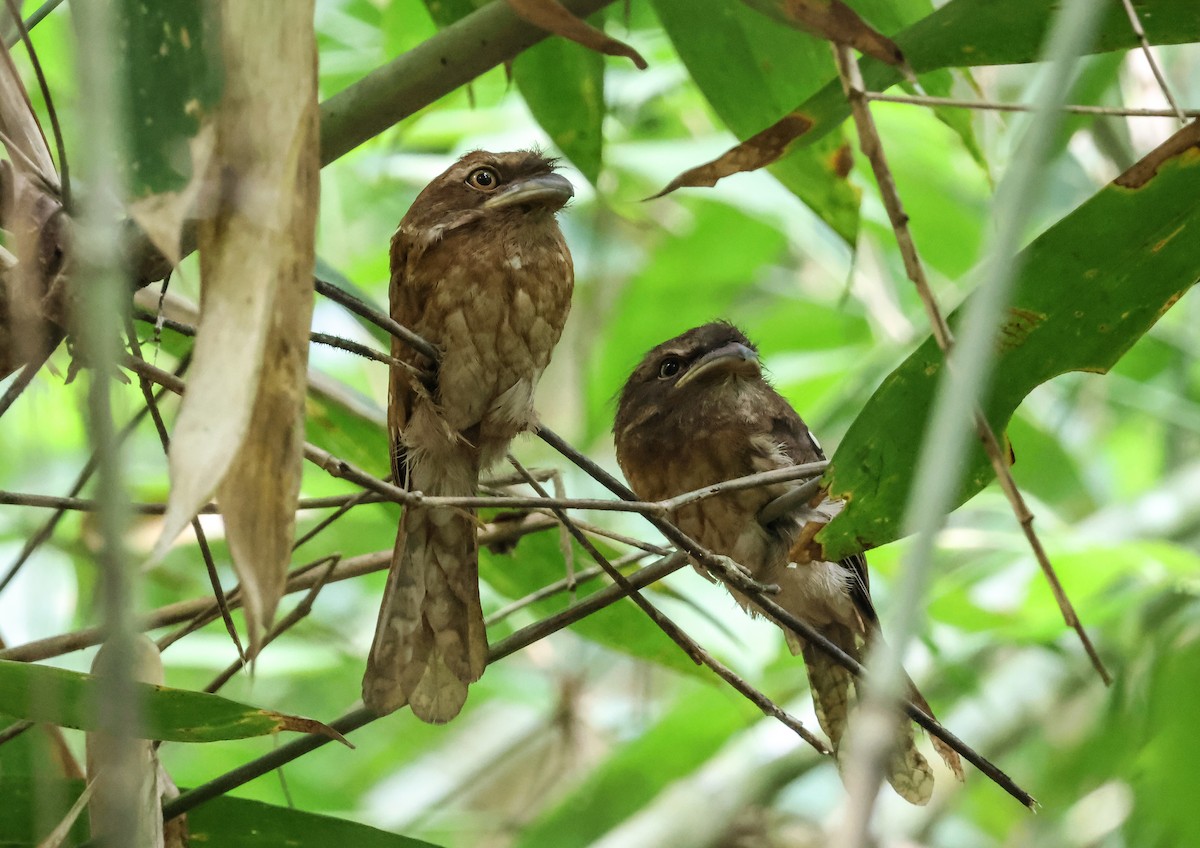 Gould's Frogmouth - ML619622063