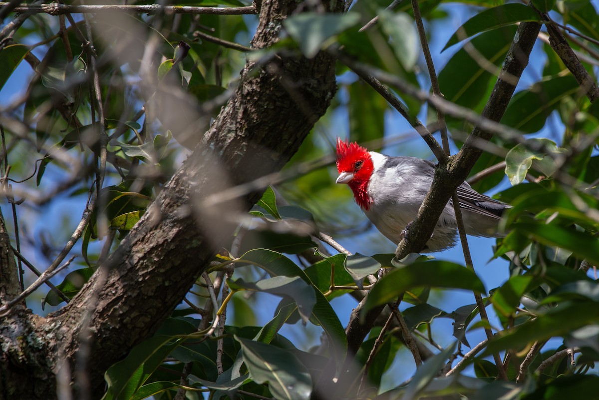 Red-crested Cardinal - ML619622077