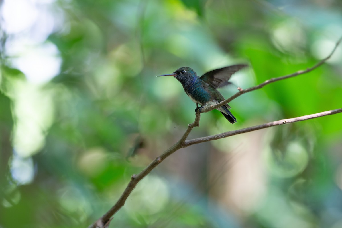 kolibřík safírový - ML619622086