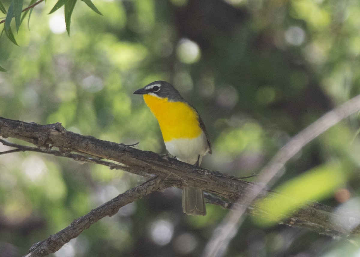 Yellow-breasted Chat - ML619622099