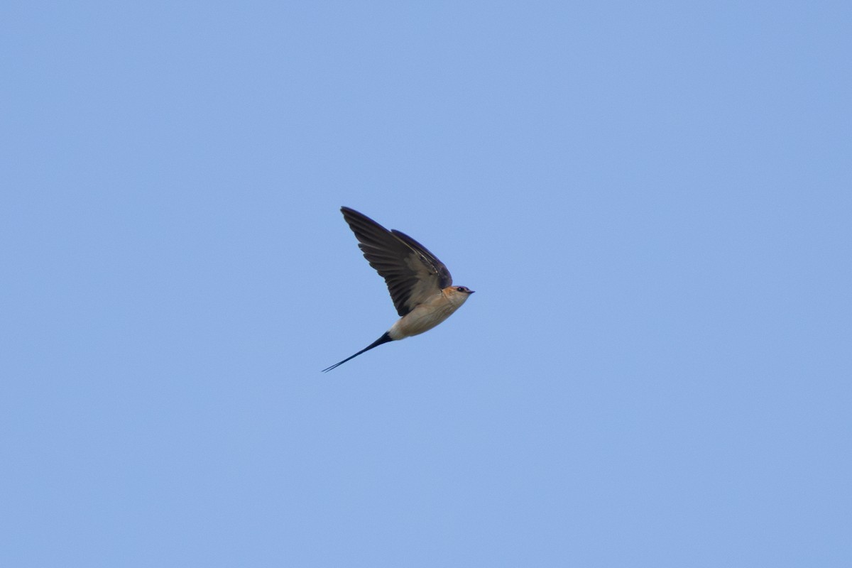 Red-rumped Swallow - ML619622108