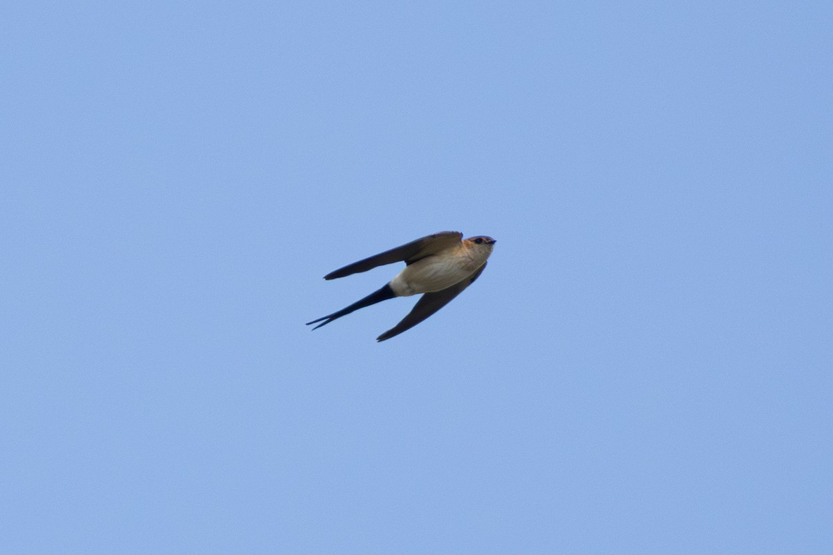 Red-rumped Swallow - ML619622109
