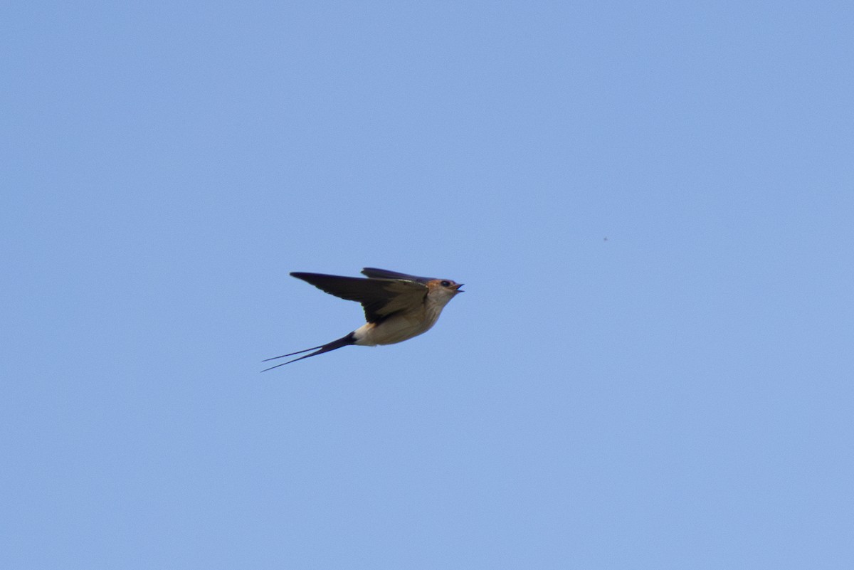 Red-rumped Swallow - ML619622110