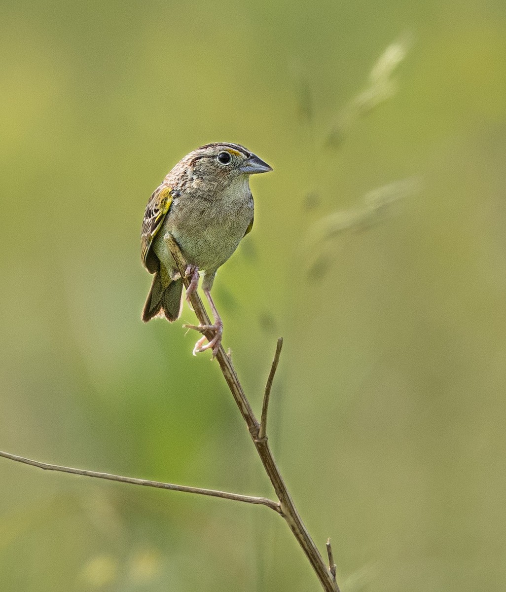 Grasshopper Sparrow - ML619622123