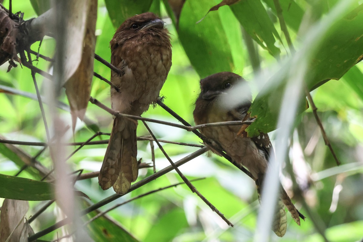 Gould's Frogmouth - ML619622170