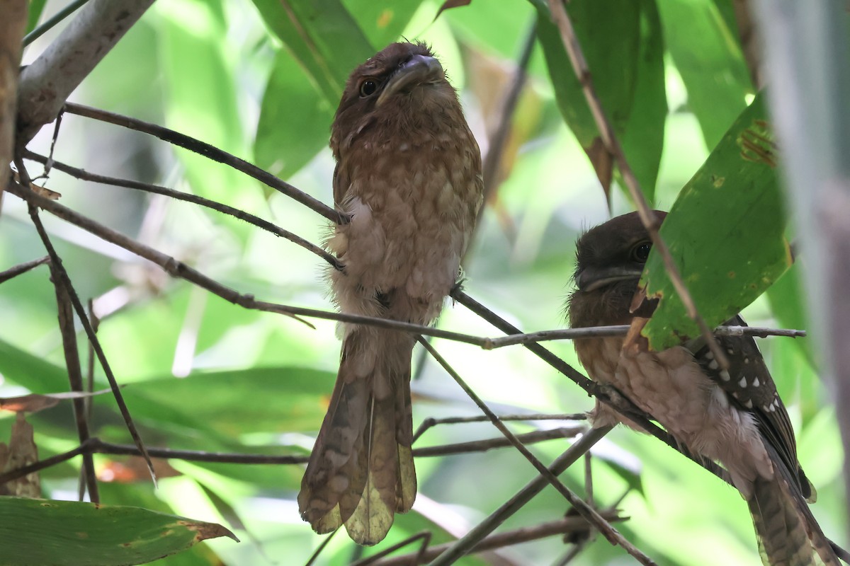 Gould's Frogmouth - ML619622173