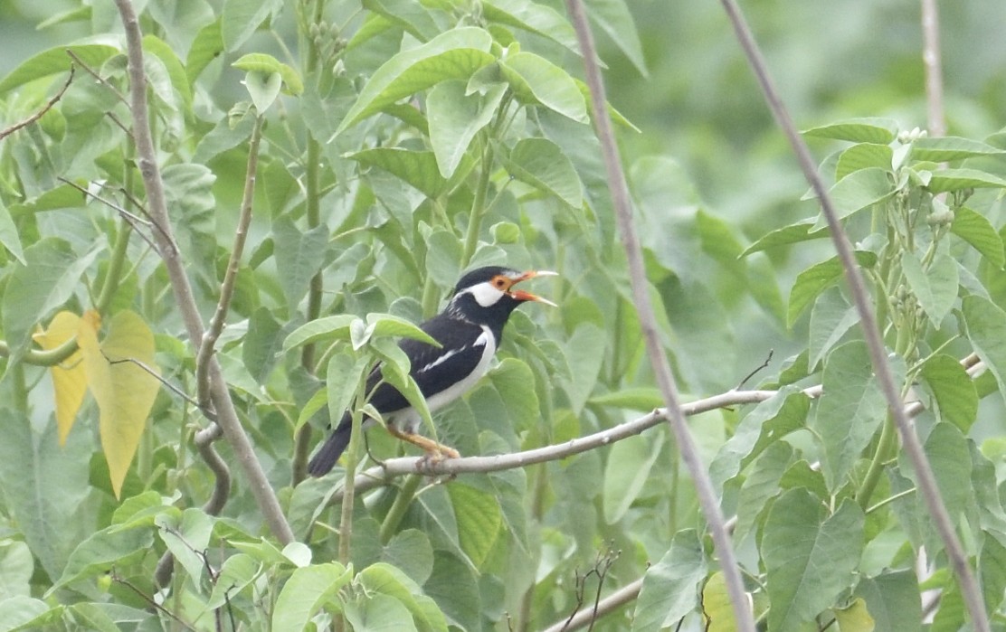 Indian Pied Starling - ML619622179