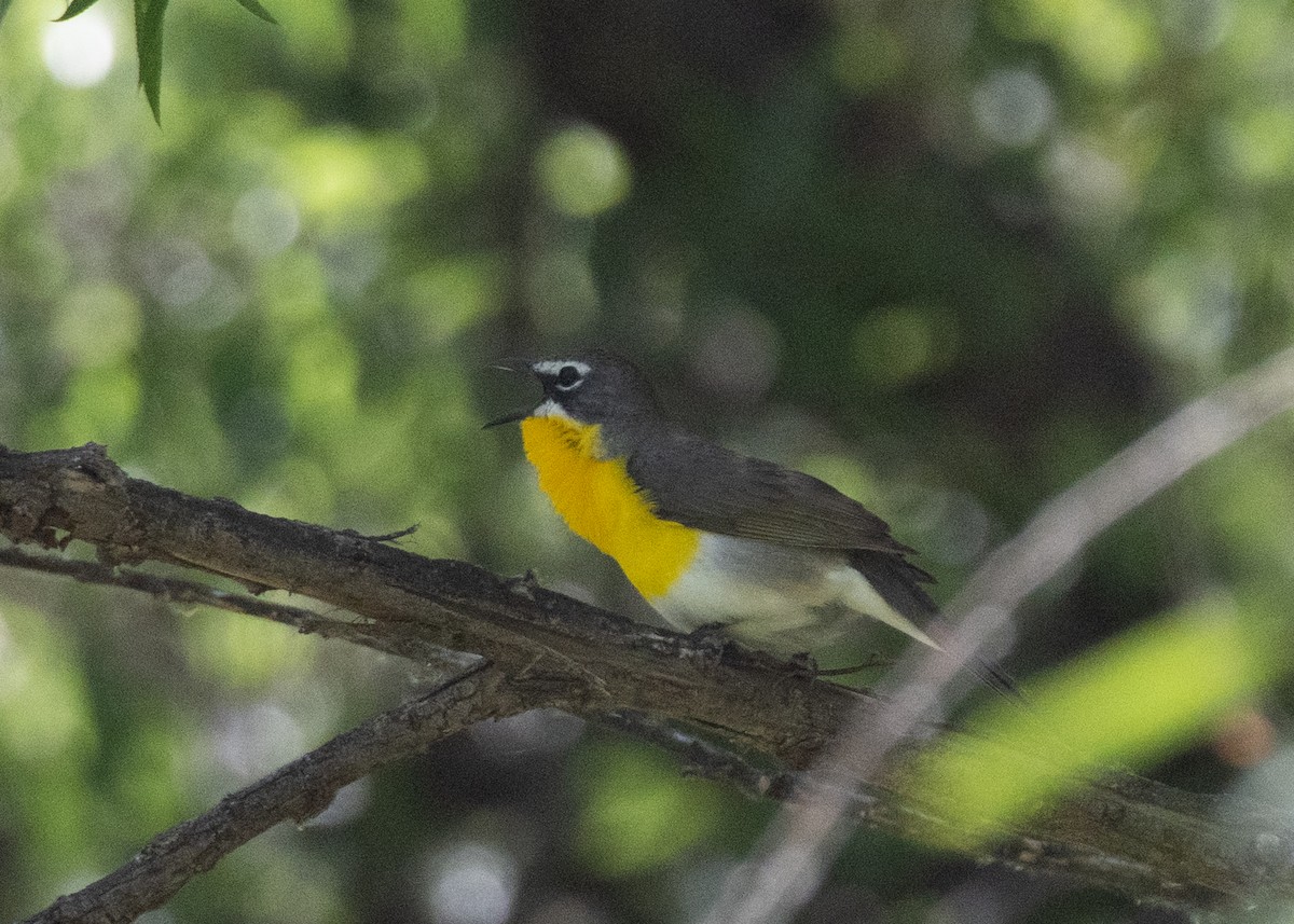 Yellow-breasted Chat - ML619622324