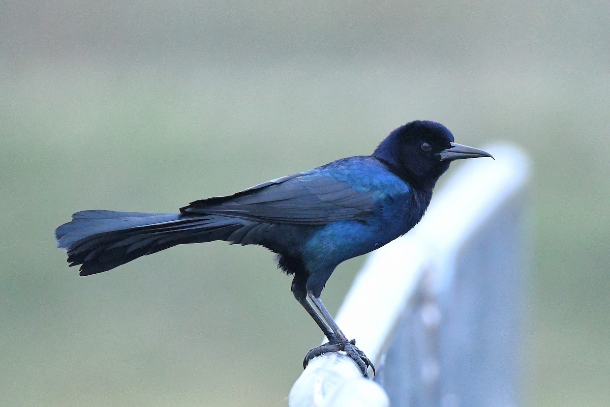 Boat-tailed Grackle - ML619622339