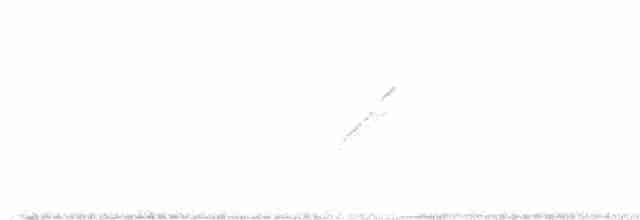 Batı Amerika Sinekkapanı (occidentalis/hellmayri) - ML619622414