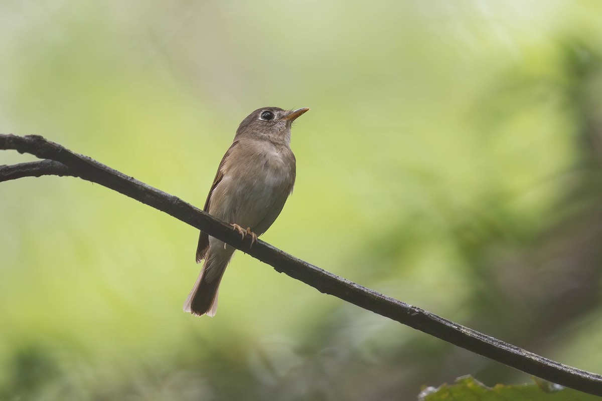 Brown-breasted Flycatcher - ML619622443
