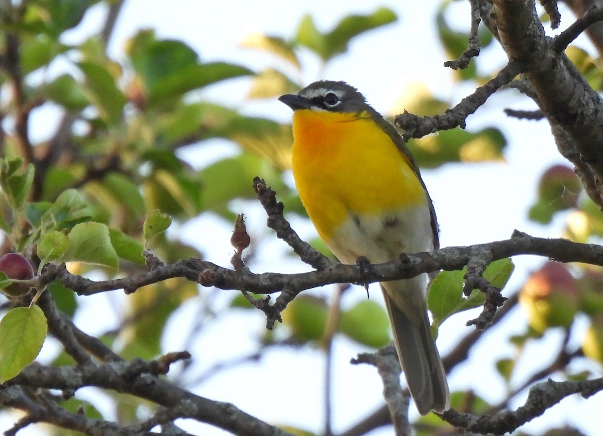 Yellow-breasted Chat - ML619622535