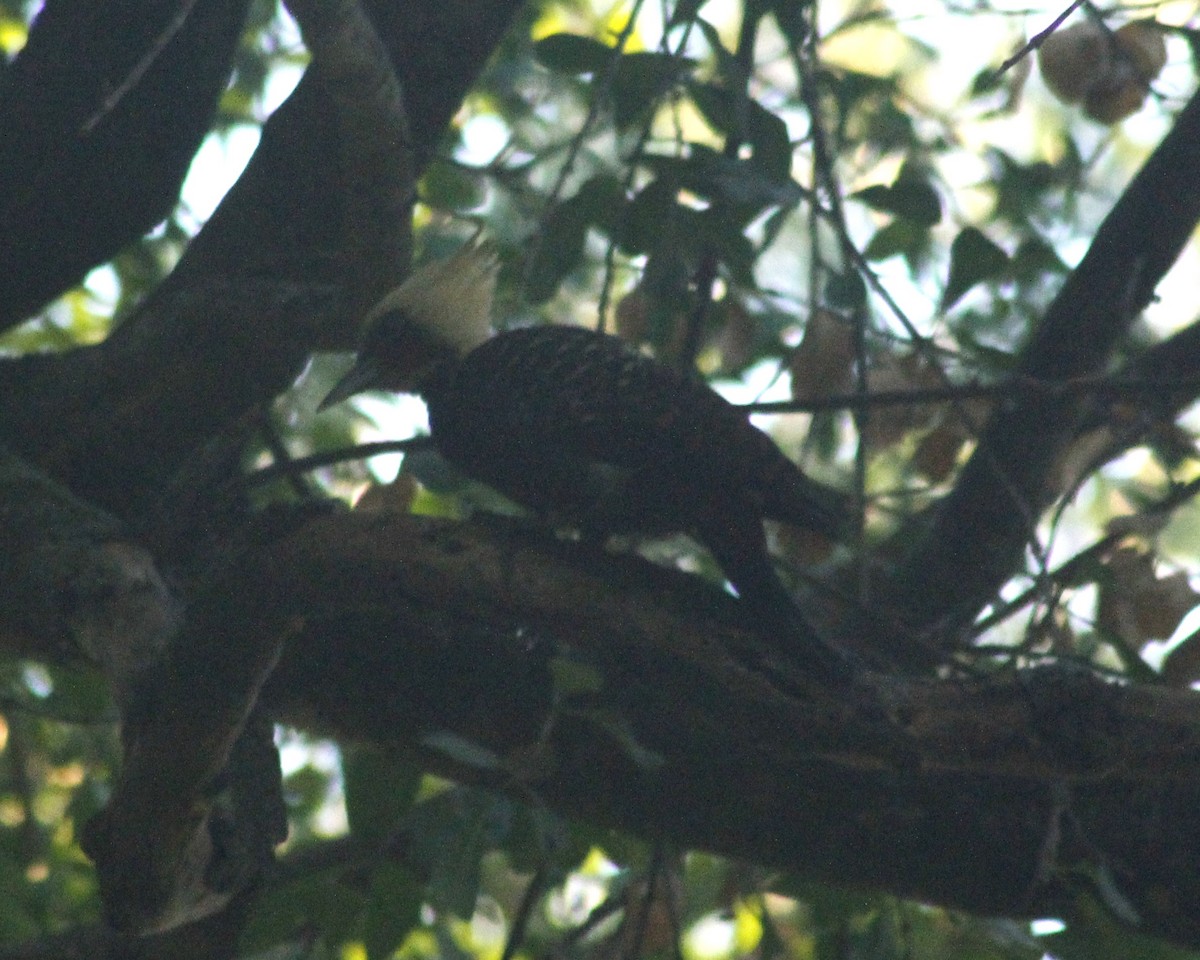 Pale-crested Woodpecker - ML619622541