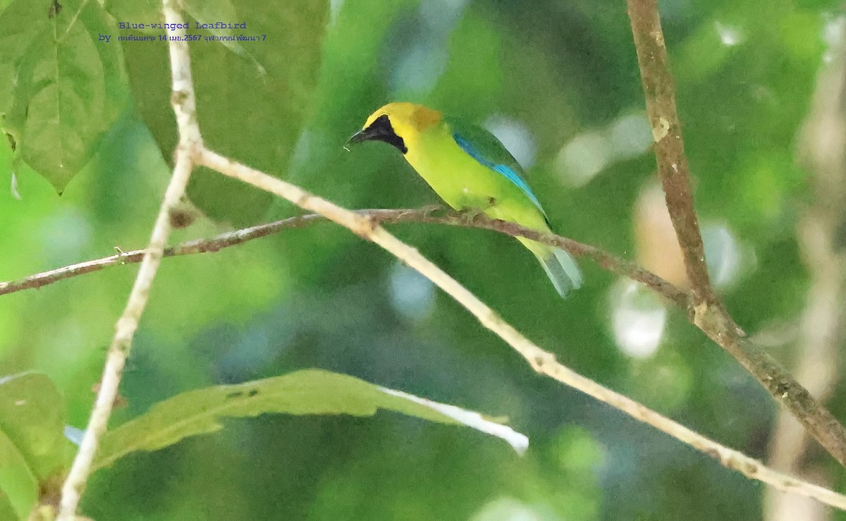 Blue-winged Leafbird - ML619622542