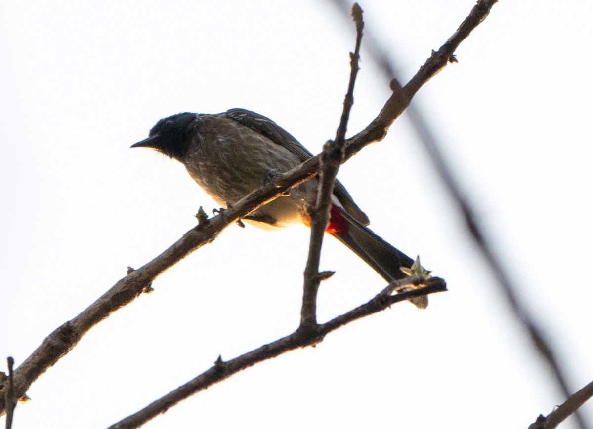 Red-vented Bulbul - ML619622564