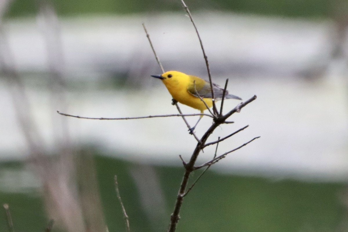 Prothonotary Warbler - ML619622601
