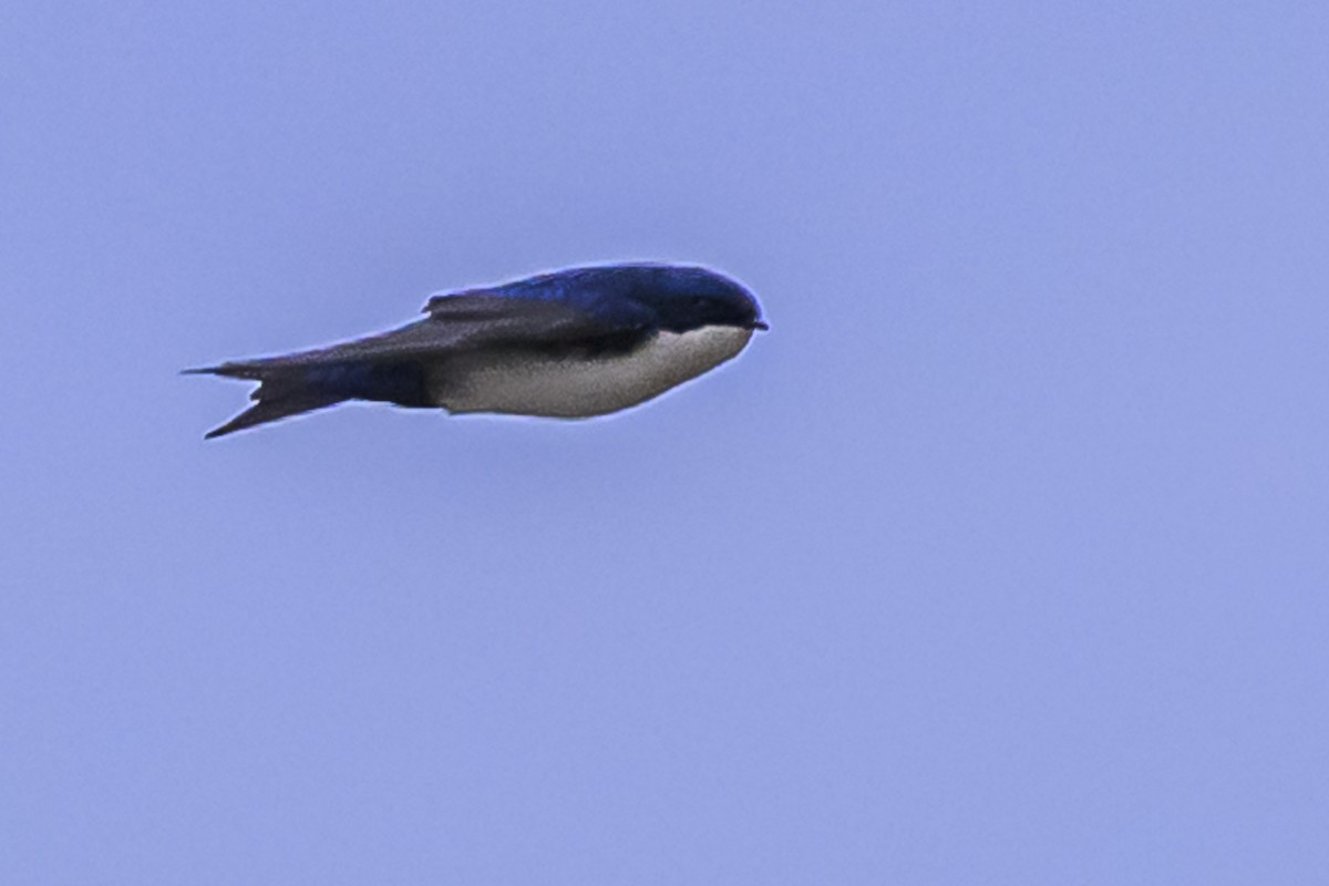 Blue-and-white Swallow - ML619622608