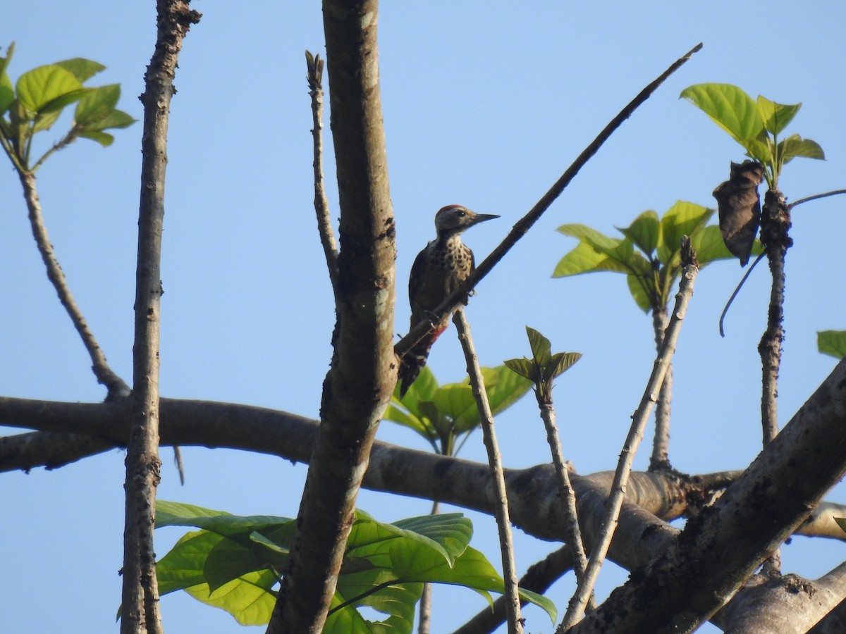 Freckle-breasted Woodpecker - ML619622641